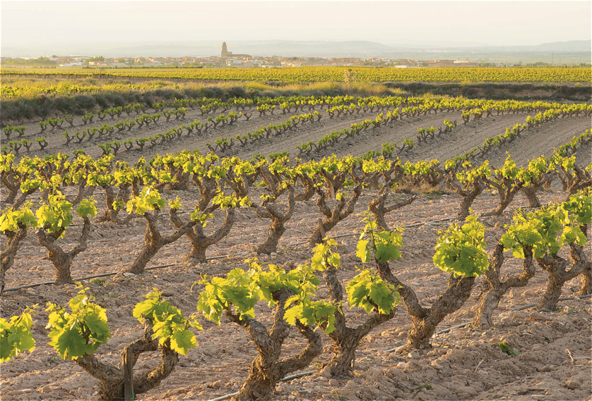 FINCAS DE AZABACHE VINEYARDS