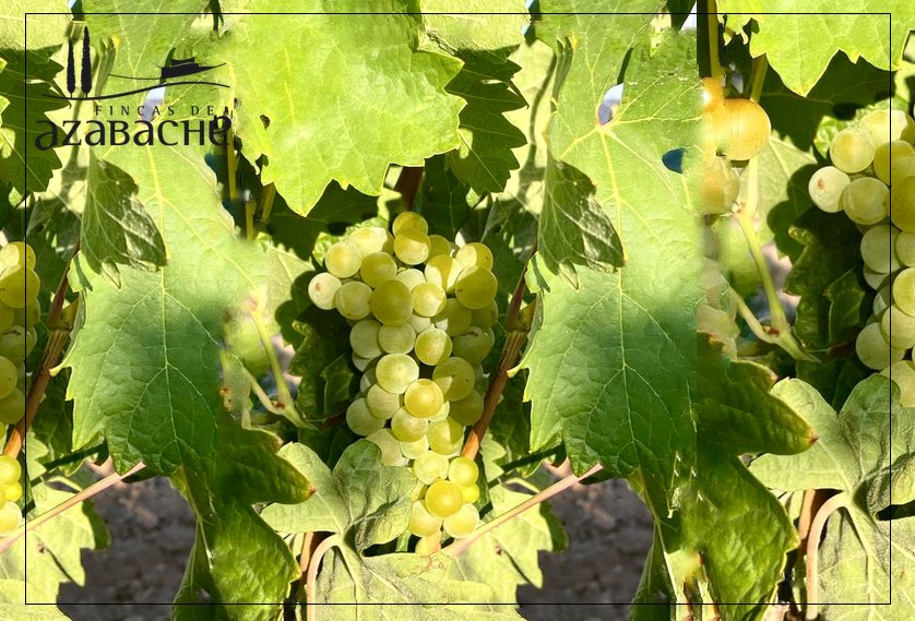 LAUNCHING THE 2024 HARVEST!!