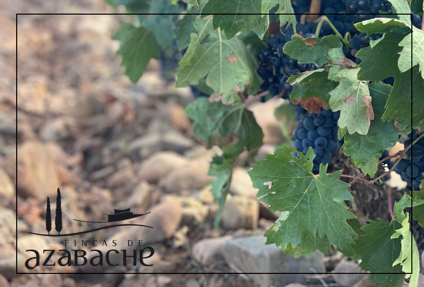 HARVEST 2024 - A YEAR OF CHANGES AT VIÑEDOS DE ALDEANUEVA 