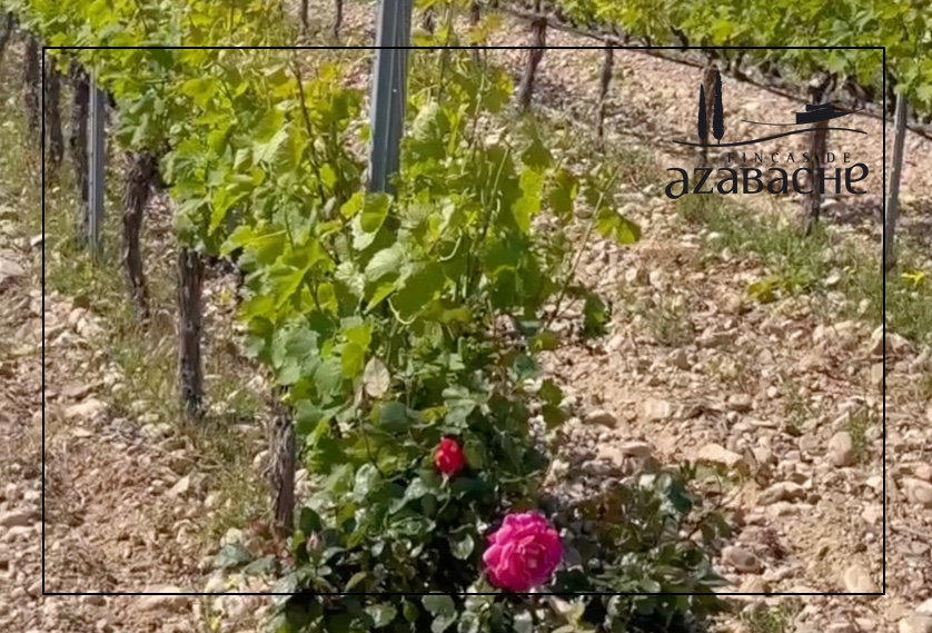 VISITAMOS UNO DE NUESTROS VIÑEDOS ECOLÓGICOS
