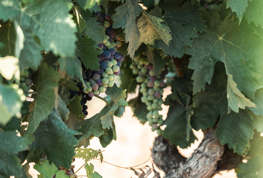 THE SPECTACLE OF VERAISON: FINCAS DE AZABACHE'S VINEYARDS IN THE HEART OF JULY