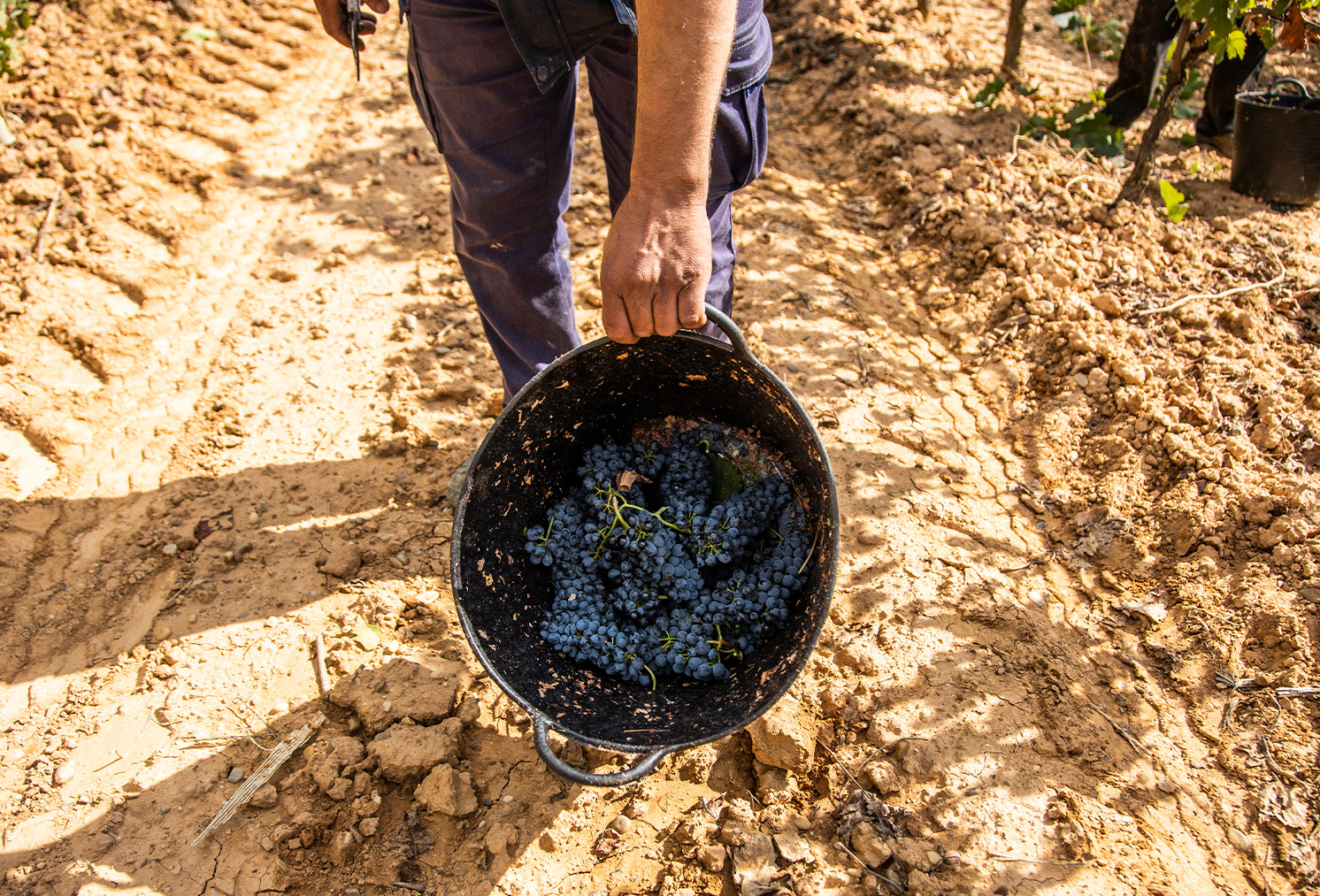 CIERRE DE VENDIMIA 2026 EN FINCAS DE AZABACHE: FIN DE LA COSECHA Y COMIENZO DE LA CRIANZA
