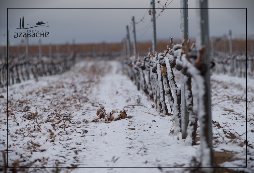 SNOW IN THE VINE YARD