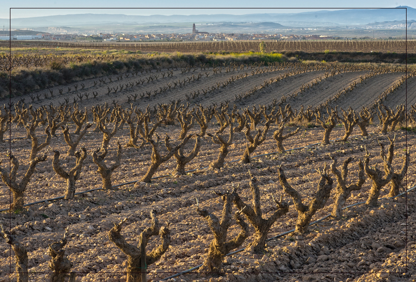 FINCAS DE AZABACHE TERROIR