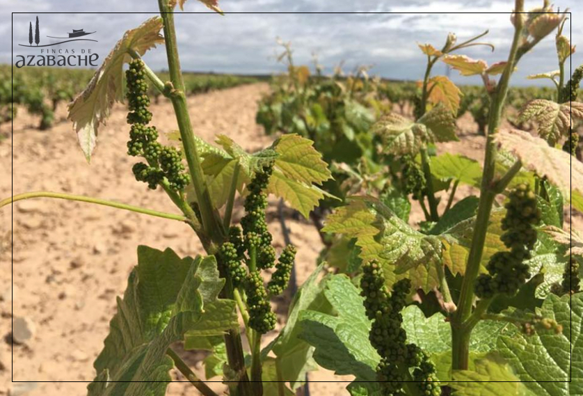 THE VINEYARDS IN GOOD PROGRESS